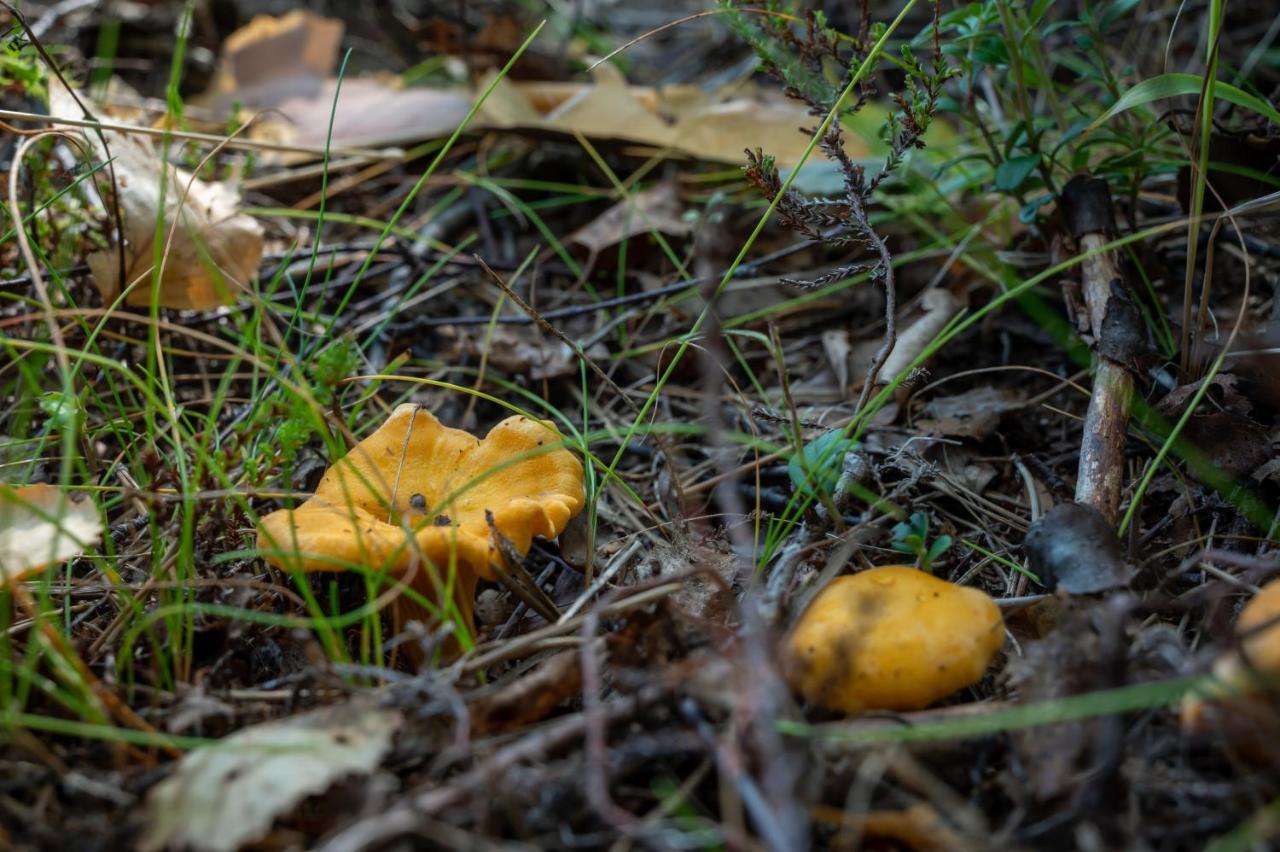 Saimaan Kultaranta Villa Puumala Buitenkant foto